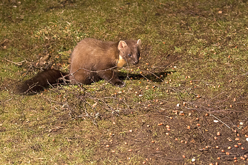 Pine Marten